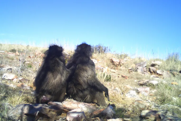 Bild: Wildtierforschung: KI aus Darmstadt hilft beim Schutz bedrohter Tierarten