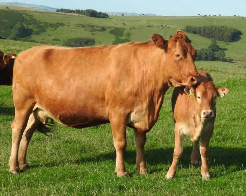 Bild: Veganer Schreibwettbewerb: nur noch vier Wochen