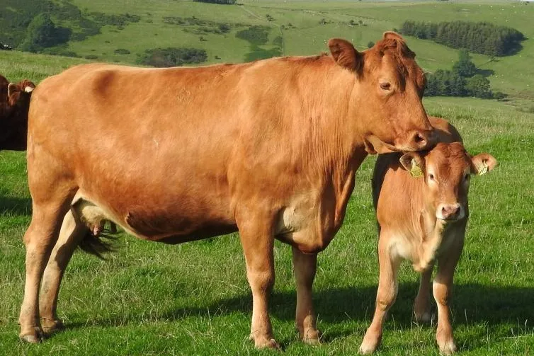 Bild: Veganer Schreibwettbewerb: nur noch vier Wochen
