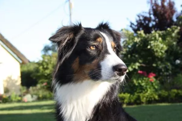 Bild: DOG DAY Bamberg - 5.000 Hundefreunde werden im Weltkulturerbe erwartet