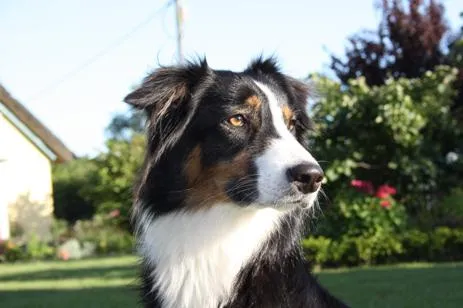 Bild: DOG DAY Bamberg - 5.000 Hundefreunde werden im Weltkulturerbe erwartet