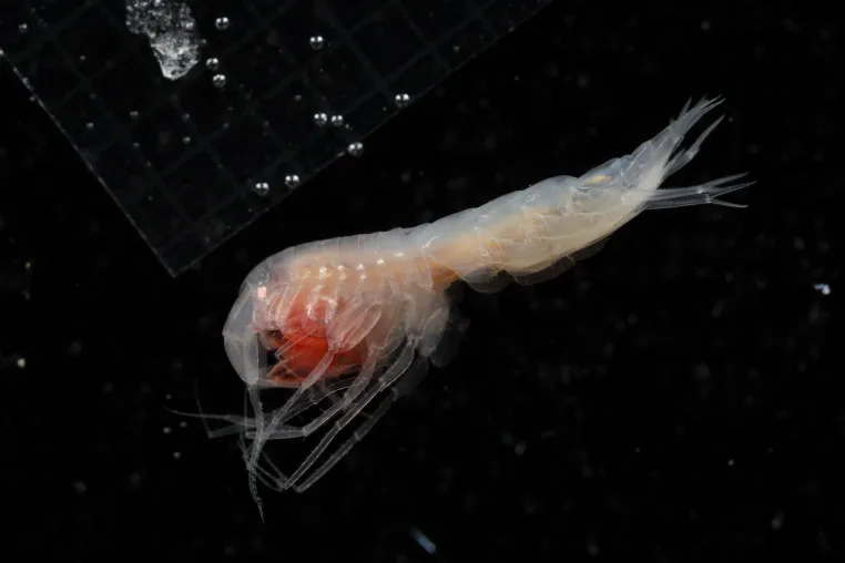 Bild: Meer Leben: Unerwartet hohe Biodiversität im Tiefsee-Schutzgebiet