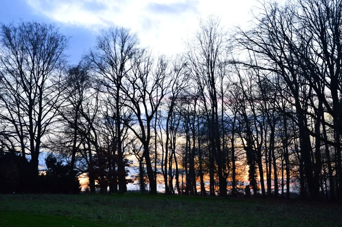 Dein Wunschbaum (© Stefanie Porombka (eigene Aufnahme))