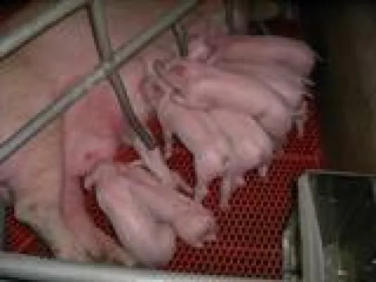 Bild: AVA-Fachseminar "Fruchtbarkeit im Ferkelerzeugerbetrieb" ausgebucht