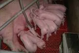 Bild: AVA-Fachseminar "Fruchtbarkeit im Ferkelerzeugerbetrieb" ausgebucht