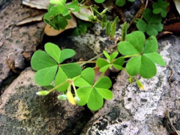 Bild: Ein Grundthema der Philosophie: Glück - relativ, absolut oder gar nicht existent?