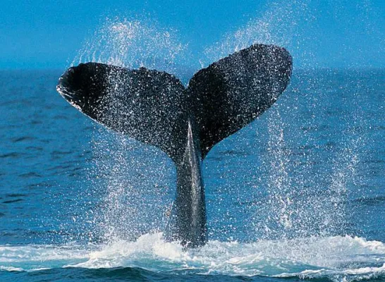 Bild: Buckelwal vor Rügen hat nach Ansicht des WDSF eine Überlebenschance