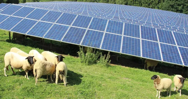 Bild: Solaranlagen fahren reiche Sonnenernte im ersten Halbjahr ein