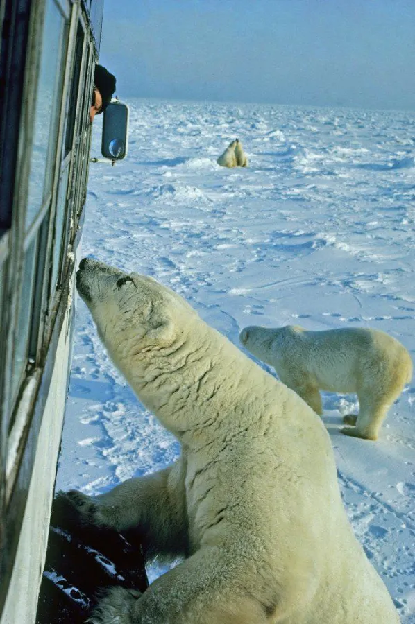Eisbären am Tundry Buggy in Churchill (Bildnachweis: Travel Manitoba)