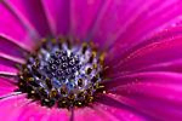 Bild: Fotokurs - Makrofotografie für Fortgeschrittene