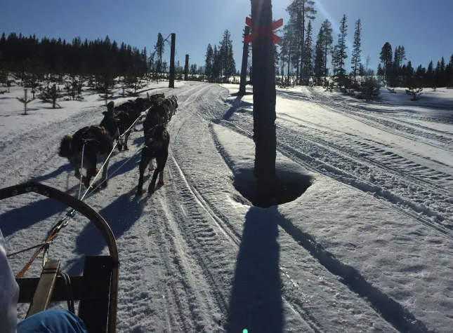 Bild: Sunwave organisiert Winterwunderland-Reisen nach Schweden: Single unterm Nordlicht