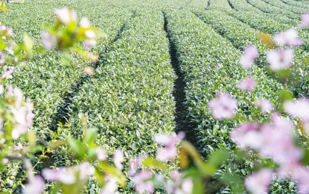 Guizhous Tee steigert seinen „Grünanteil“ und damit den wirtschaftlichen Mehrwert Bild: Guizhous Tee steigert seinen „Grünanteil“ und damit den wirtschaftlichen Mehrwert