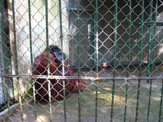 Bild: Fünf Schimpansen werden nach China abgeschoben / Tierrechtsorganisation kritisiert Schimpansenhalterin Samel