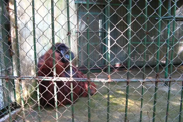 Fünf Schimpansen werden nach China abgeschoben / Tierrechtsorganisation kritisiert Schimpansenhalterin Samel Bild: Fünf Schimpansen werden nach China abgeschoben / Tierrechtsorganisation kritisiert Schimpansenhalterin Samel