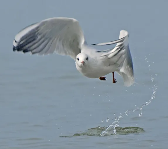 „Möwen: Stadtgäste und Flugakrobaten“ in Warnemünde fotografieren Bild: „Möwen: Stadtgäste und Flugakrobaten“ in Warnemünde fotografieren