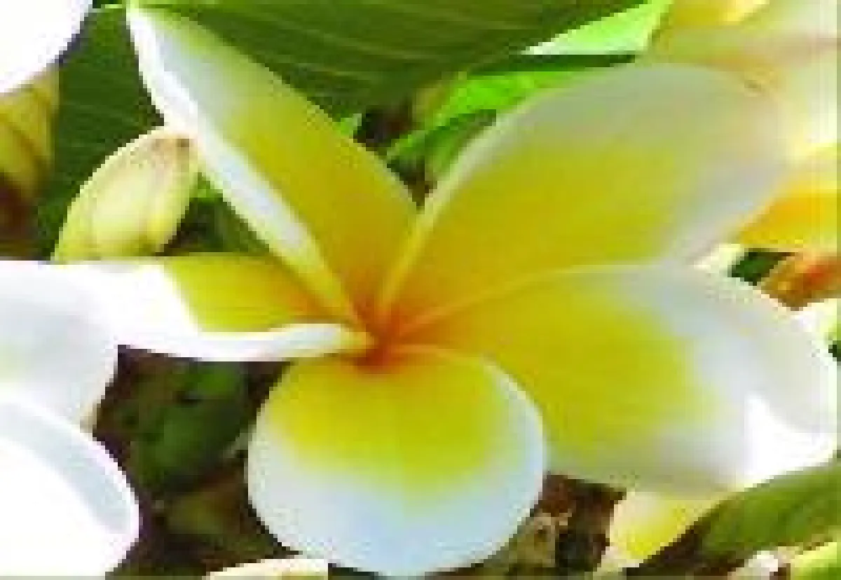 Frangipani