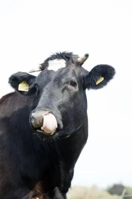 Bild: Ernährungsmythen in Sachen Milch - Kuh-Kampagne der Welttierschutzgesellschaft klärt auf