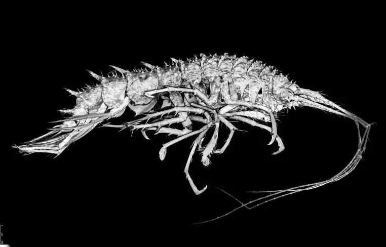 Bild: Kleine Krebse an großen Knollen: 24 neue Tiefseearten entdeckt