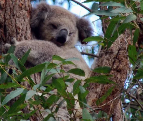Bild: Koalas bald ausgestorben? Neue Studie belegt dramatisches Koalasterben.