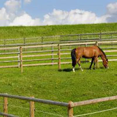 Bild: Zaunteam an der 70. Tarmstedter Ausstellung 2018