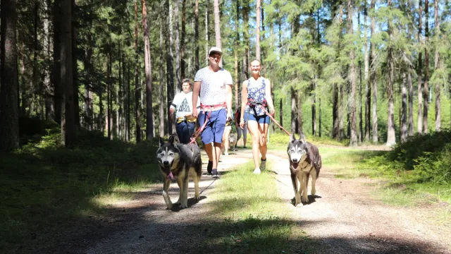Bild: Huskyhof im Waldviertel: Familienzeit einmal anders