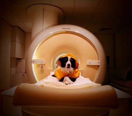 Bild: Gehirnscans zeigen: Hunde können Emotionen in menschlichen Gesichtern unterscheiden 