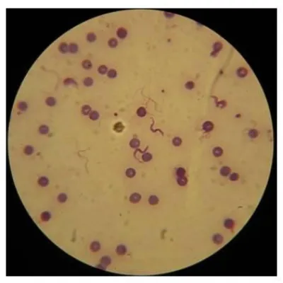 Medizinisch-Technischen Assistenten f. Laboratoriums- und Veterinärmedizin, Infos zur Ausbildung am 27.05.11 Bild: Medizinisch-Technischen Assistenten f. Laboratoriums- und Veterinärmedizin, Infos zur Ausbildung am 27.05.11