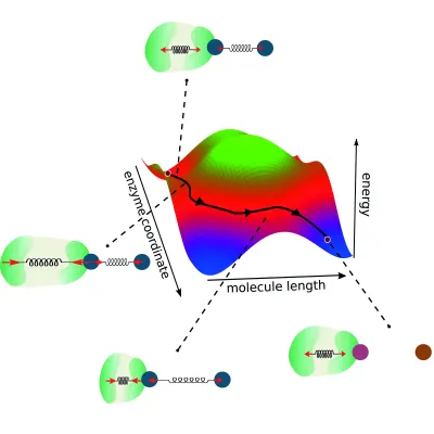 Bild: Montageanleitung für Enzyme