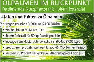 Ölpalmen im Blickpunkt Bild: Ölpalmen im Blickpunkt