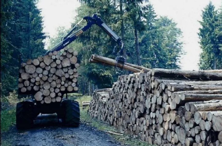 Bild: Im Wald gehen Ökonomie und Ökologie Hand in Hand