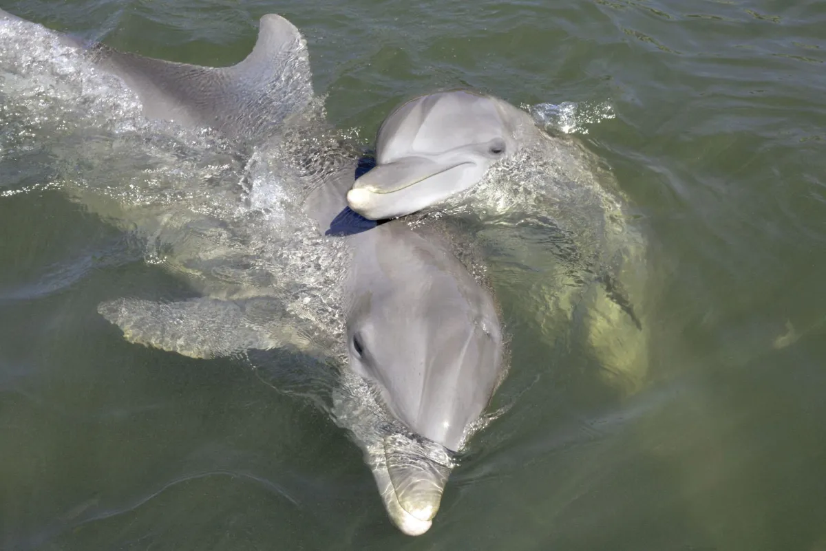 Tursi & Gypsi in Dolphin Reserach Center | Foto: Dolphin Reserach Center