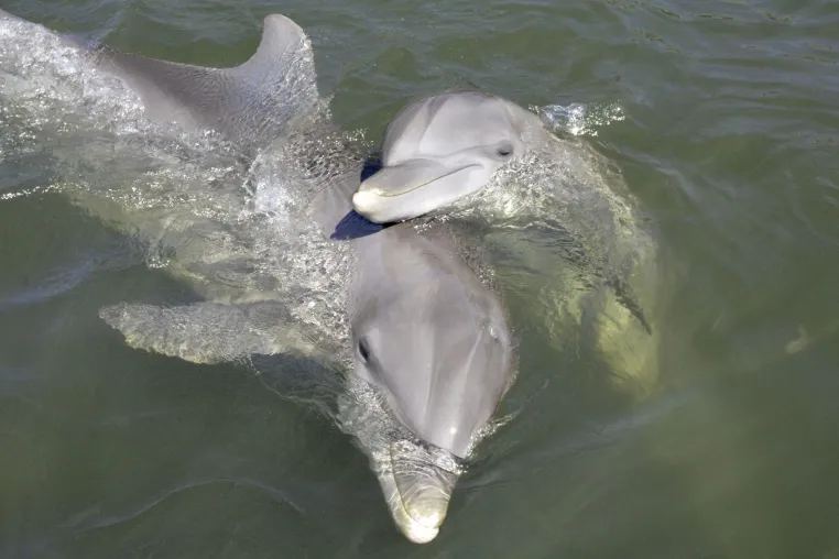 Bild: DELFINE IN DELFINARIEN LEBEN LÄNGER ALS IHRE WILDEN ARTGENOSSEN
