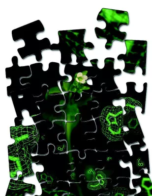 Bild: The plant hormone auxin controls almost everything – what is the secret of its power?
