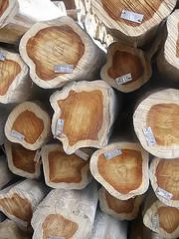 Bild: Holzhandel mit illegalem Tropenholz in der EU künftig verboten