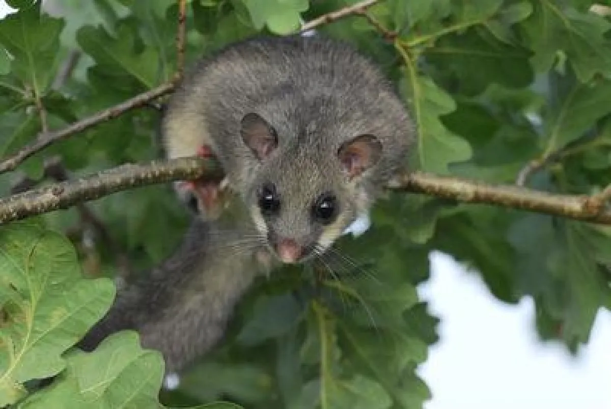 Die Kinderkrippe Zürich globegarden Talacker unterstützt den WWF mit ihrem Spendenlauf