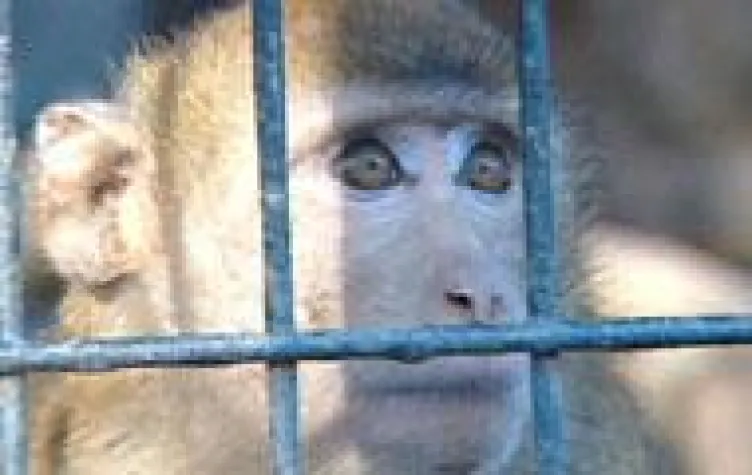 Bild: Skandalöser Lobbyismus auf Kosten der Tiere