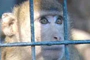 Bild: Skandalöser Lobbyismus auf Kosten der Tiere