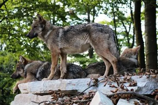 Bild: Ausflugstipp für den Herbst: Wölfe und Wildkatzen im Nationalpark Hunsrück-Hochwald erleben