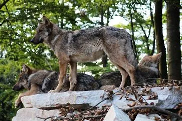 Bild: Ausflugstipp für den Herbst: Wölfe und Wildkatzen im Nationalpark Hunsrück-Hochwald erleben