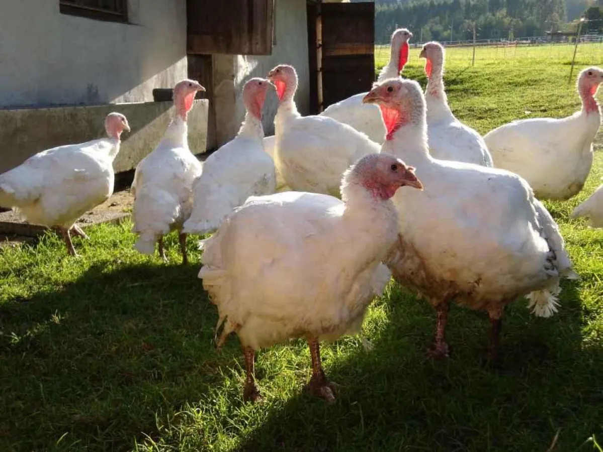 Freilandhaltungen stärken durch Tageslicht und Klimaeinflüsse das Immunsystem und die Gesundheit der Vögel. © Ingrid Wendt / AGfaN
