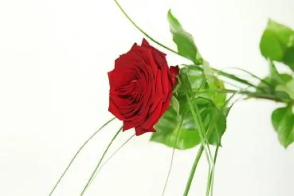 Bild: Rosige Zeiten zum Valentinstag