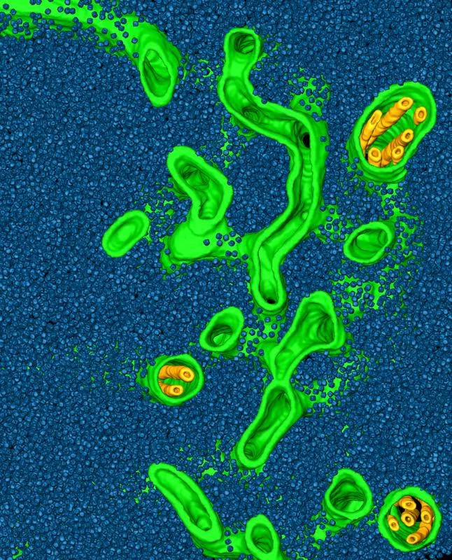 This image depicts a rendering of a cryo-electron tomogram of a Chlamydomonas pyrenoid, with tubule membranes (green and yellow) awash in a “sea” of Rubisco enzymes (blue). (© ScienceDirect)