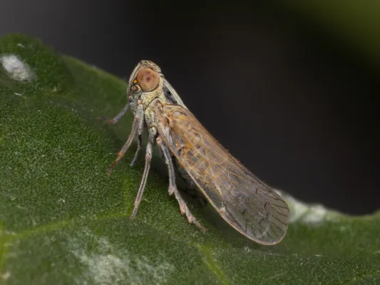 Bild: Neuer Super-Schädling vereint breites Mikrobenspektrum