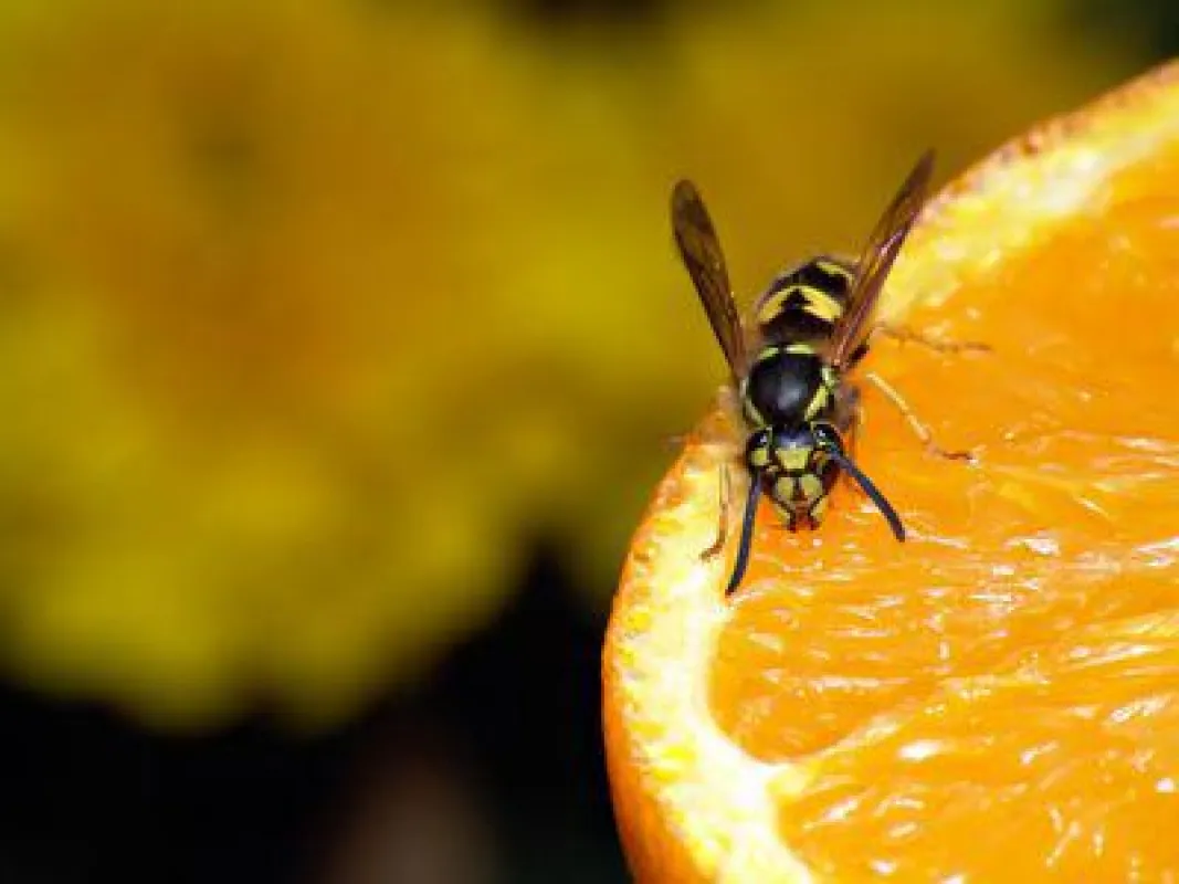 Von Süßem fühlen sich Wespen magisch angezogen. Foto: greentronic/fotolia