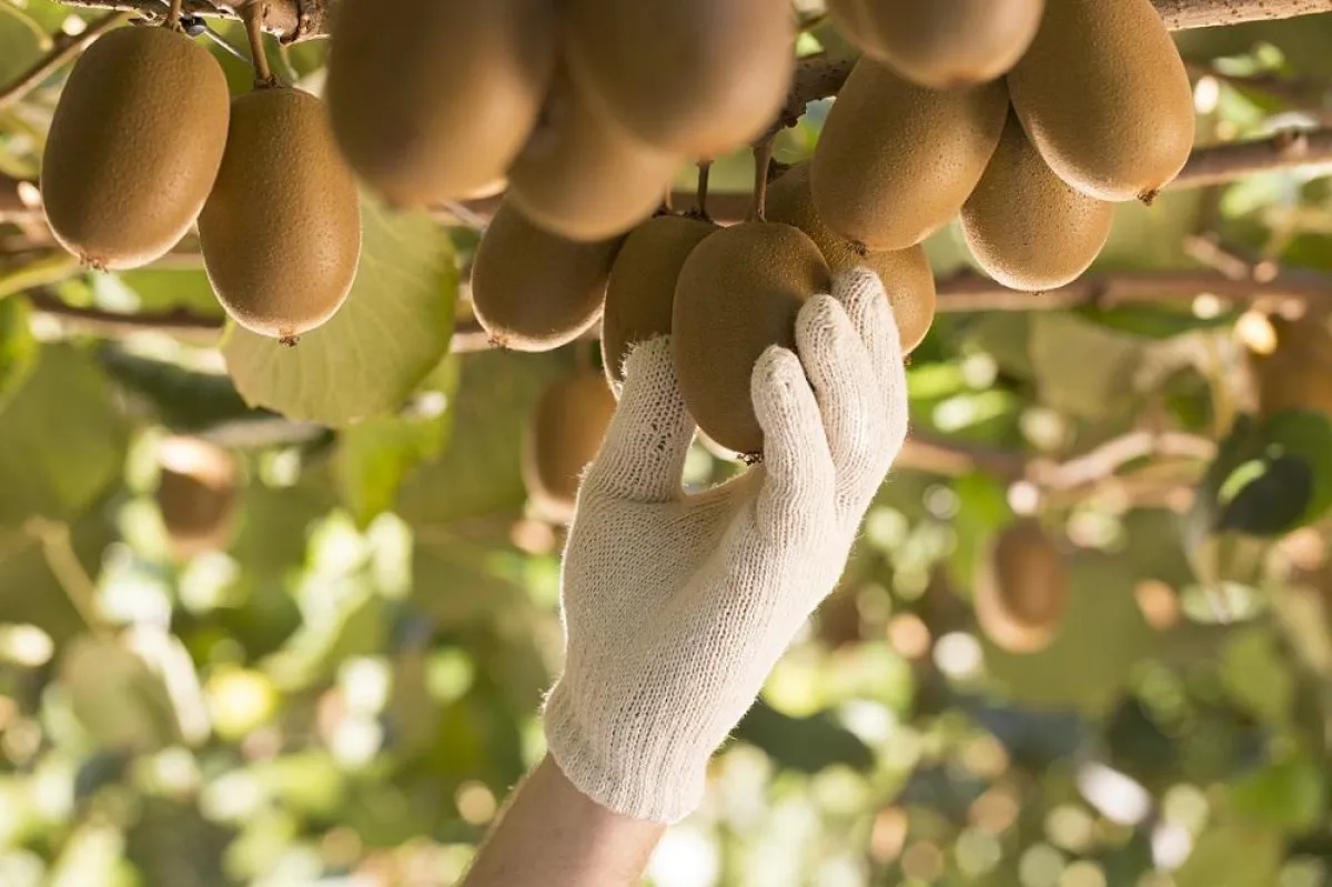 Kiwiernte in Neuseeland / Zespri