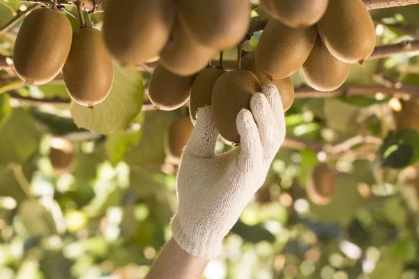Bild: Zespri® auf der FRUIT LOGISTICA: Wachstumskurs setzt sich fort