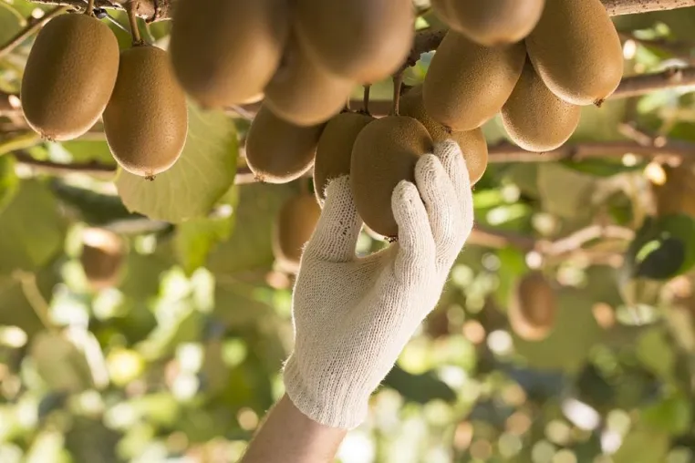 Bild: Zespri® auf der FRUIT LOGISTICA: Wachstumskurs setzt sich fort