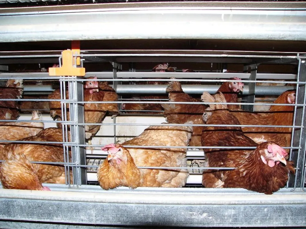 Bis zu 60 Legehennen vegetieren in den neuen Drahtgitter-Käfigen, die in verbrauchertäuschender Absicht als ?Kleingruppenhaltung? bezeichnet werden. ©Ingrid Wendt / AGfaN e.V.