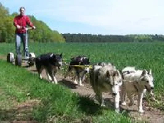 Bild: Schnuppern & beschnuppert werden: Schnupper-Huskytouren im Berliner Umland