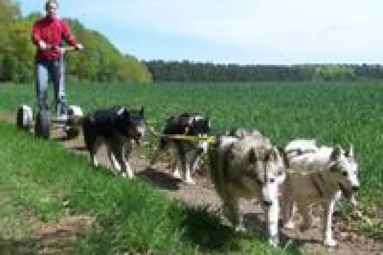 Schnuppern & beschnuppert werden: Schnupper-Huskytouren im Berliner Umland Bild: Schnuppern & beschnuppert werden: Schnupper-Huskytouren im Berliner Umland